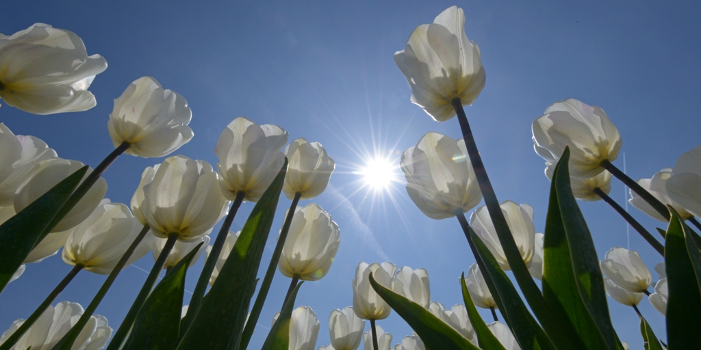 fotowandenshop eigen collectie nederlandse landschappen